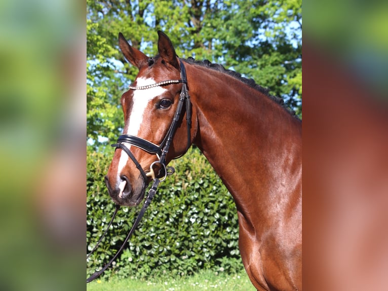 Hannoveriano Caballo castrado 10 años 168 cm Castaño in Selsingen