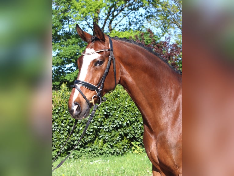 Hannoveriano Caballo castrado 10 años 168 cm Castaño in Selsingen