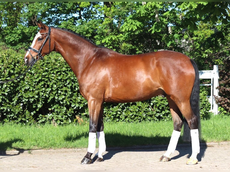 Hannoveriano Caballo castrado 10 años 168 cm Castaño in Selsingen
