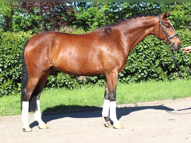 Hannoveriano Caballo castrado 10 años 168 cm Castaño in Selsingen