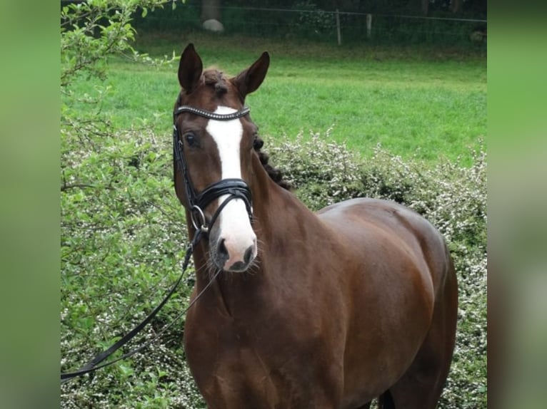 Hannoveriano Caballo castrado 10 años 168 cm Castaño oscuro in Aurich Hannoveriano Caballo castrado 10 años 168 cm Castaño oscuro in Aurich
