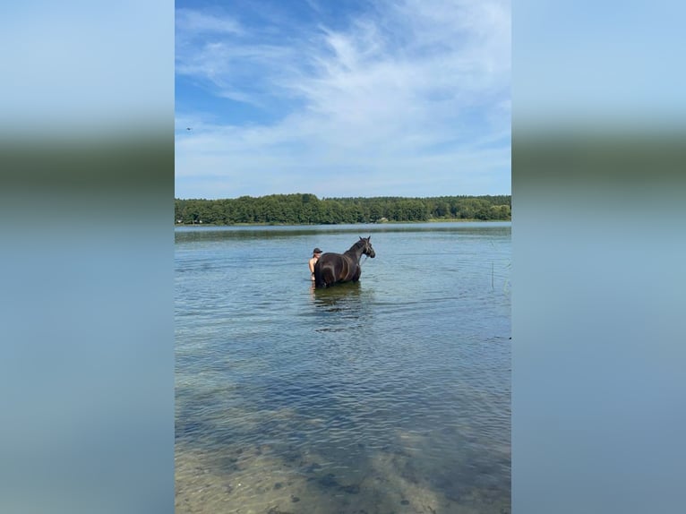 Hannoveriano Caballo castrado 10 años 168 cm Castaño oscuro in Gransee