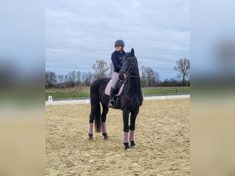 Hannoveriano Caballo castrado 10 años 168 cm Castaño oscuro in Gransee