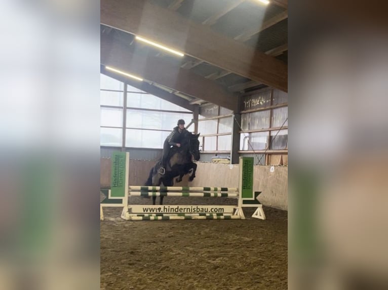 Hannoveriano Mestizo Caballo castrado 10 años 168 cm Morcillo in Rendsburg