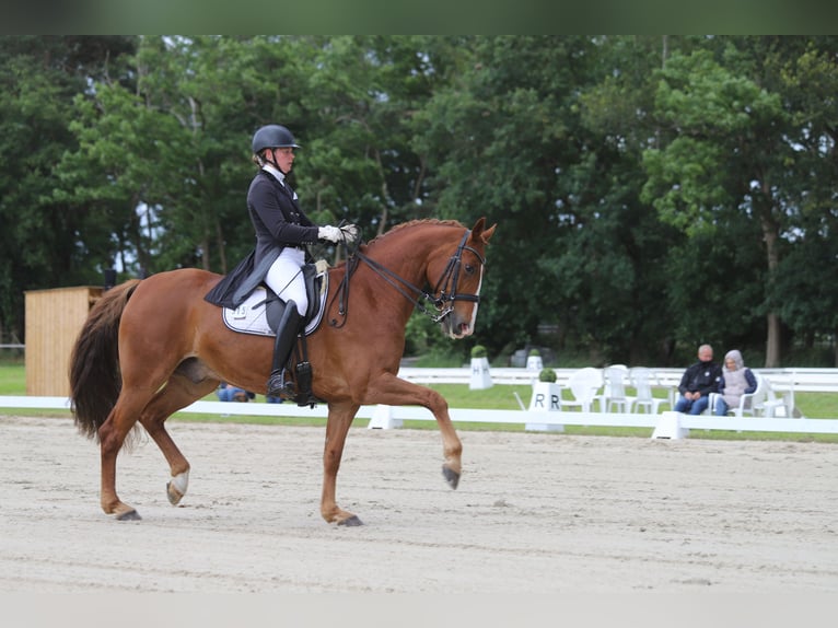 Hannoveriano Caballo castrado 10 años 169 cm Alazán in Schwanewede