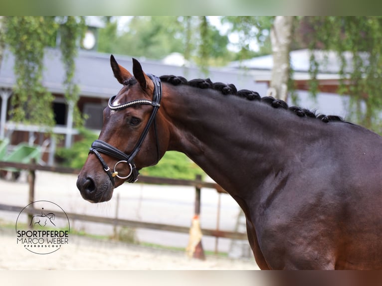 Hannoveriano Caballo castrado 10 años 169 cm Castaño oscuro in Hassendorf