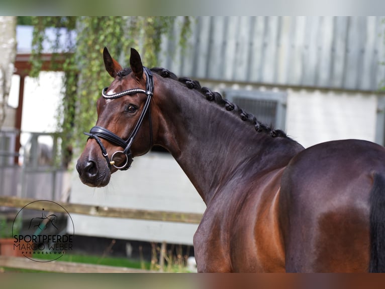 Hannoveriano Caballo castrado 10 años 169 cm Castaño oscuro in Hassendorf