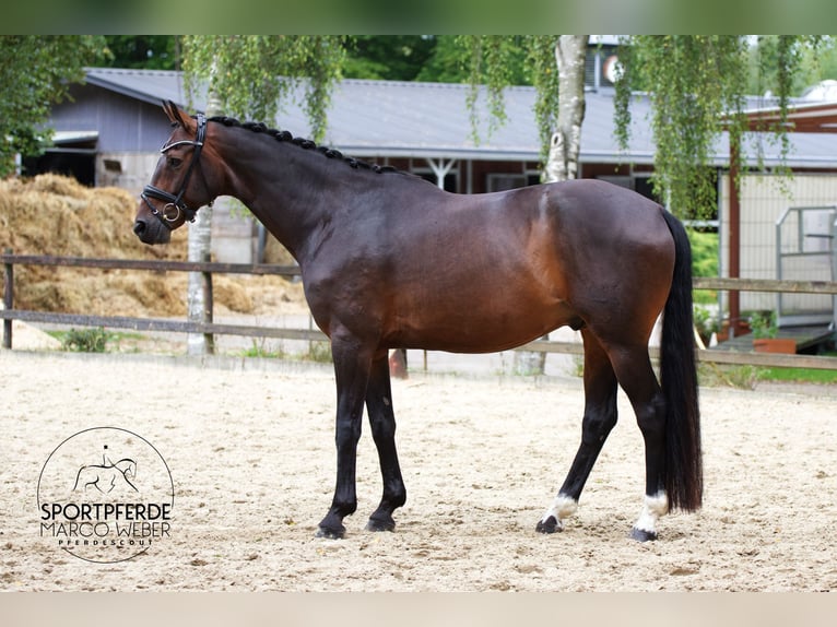 Hannoveriano Caballo castrado 10 años 169 cm Castaño oscuro in Hassendorf