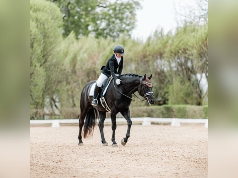 Hannoveriano Caballo castrado 10 años 169 cm Negro in Barcelona