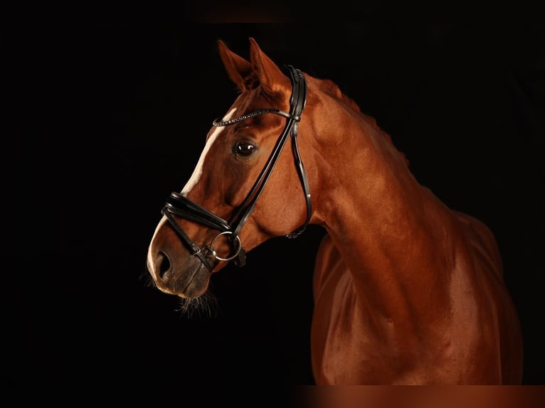 Hannoveriano Caballo castrado 10 años 170 cm Alazán in Remlingen