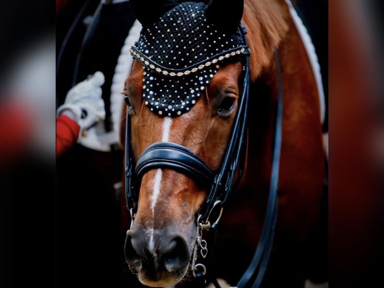 Hannoveriano Caballo castrado 10 años 170 cm Alazán in Hamminkeln