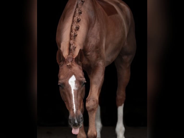 Hannoveriano Caballo castrado 10 años 170 cm Alazán in Hamminkeln