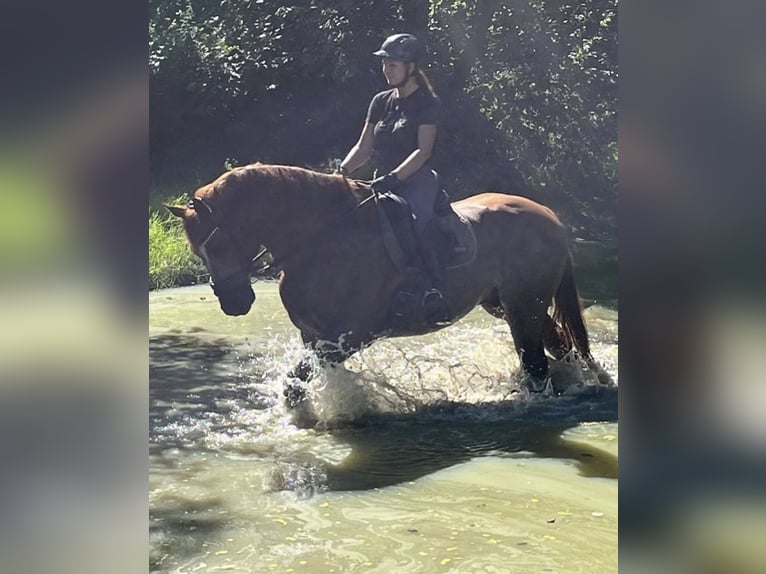 Hannoveriano Caballo castrado 10 años 170 cm Alazán in Hamminkeln