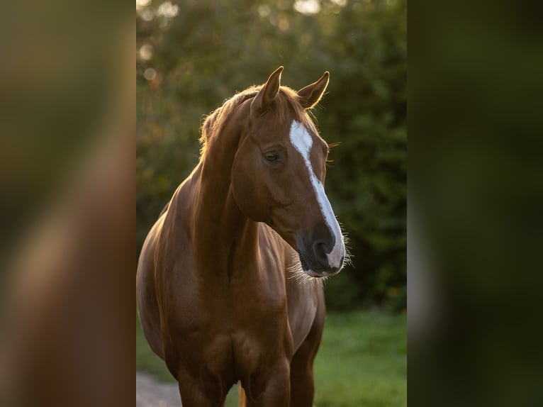 Hannoveriano Caballo castrado 10 años 170 cm Alazán in Hemmingen