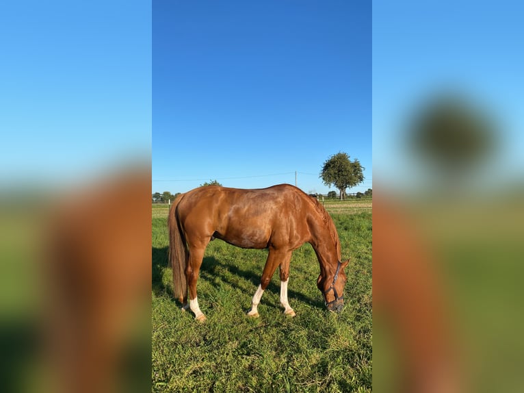 Hannoveriano Caballo castrado 10 años 170 cm Alazán in Hemmingen