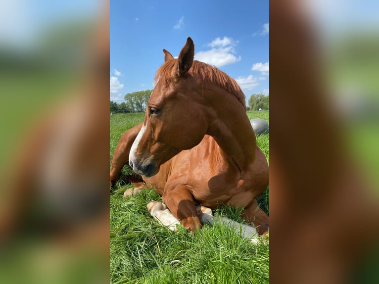 Hannoveriano Caballo castrado 10 años 170 cm Alazán in Hemmingen