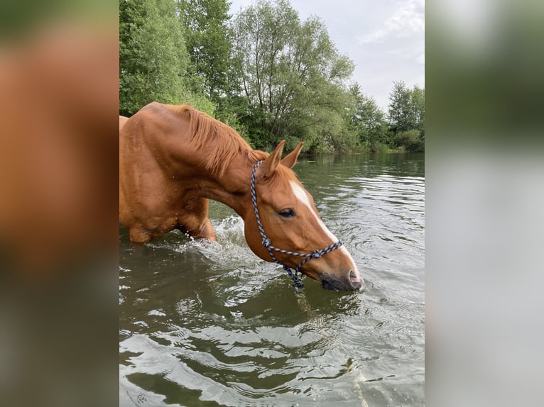 Hannoveriano Caballo castrado 10 años 170 cm Alazán in Hemmingen