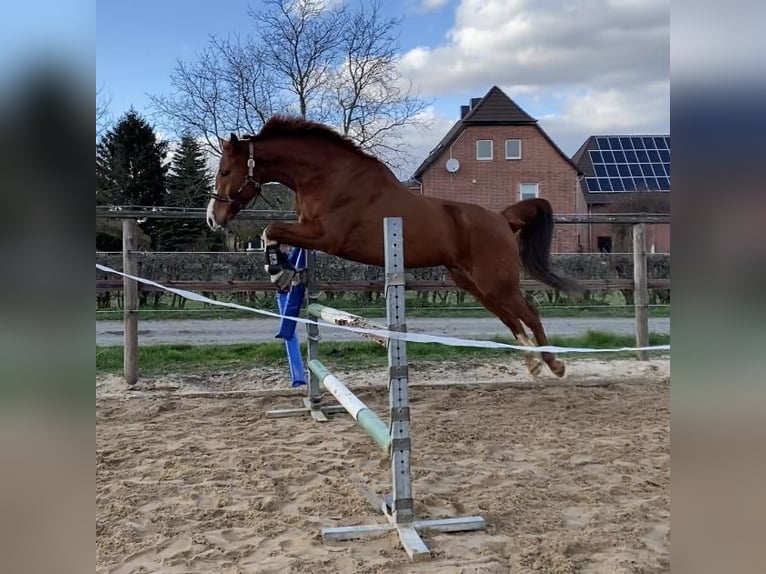 Hannoveriano Caballo castrado 10 años 170 cm Alazán in Hemmingen