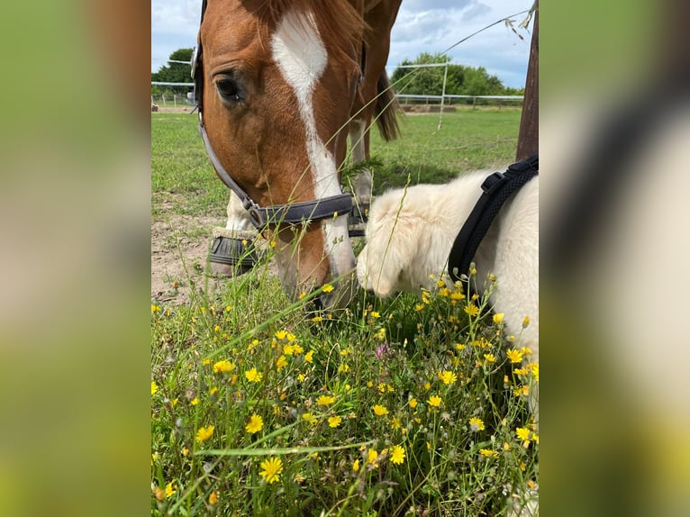 Hannoveriano Caballo castrado 10 años 170 cm Alazán in Hemmingen