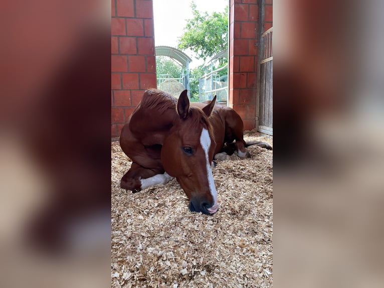 Hannoveriano Caballo castrado 10 años 170 cm Alazán in Hemmingen