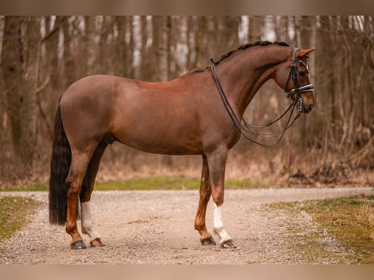 Hannoveriano Caballo castrado 10 años 170 cm Alazán-tostado in Wehringen