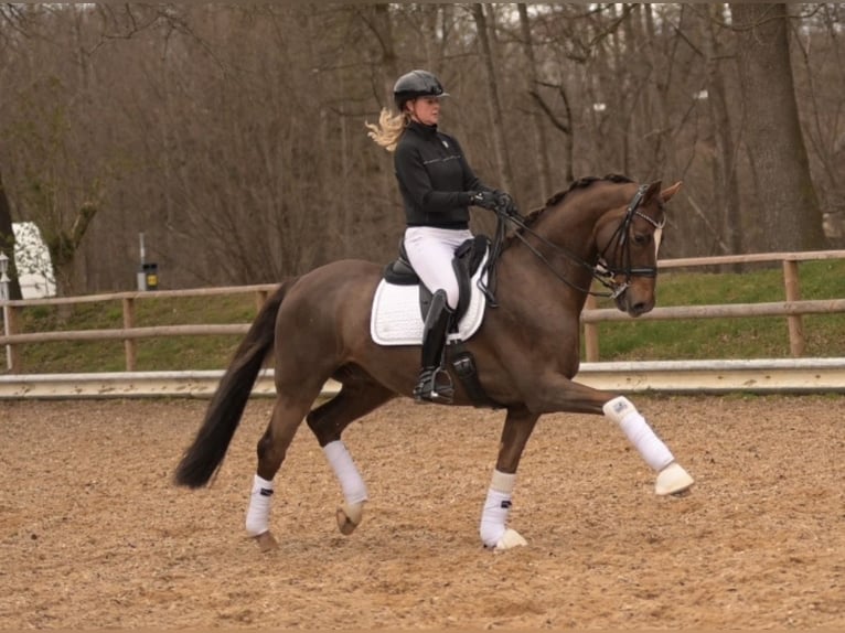 Hannoveriano Caballo castrado 10 años 170 cm Alazán-tostado in Wehringen