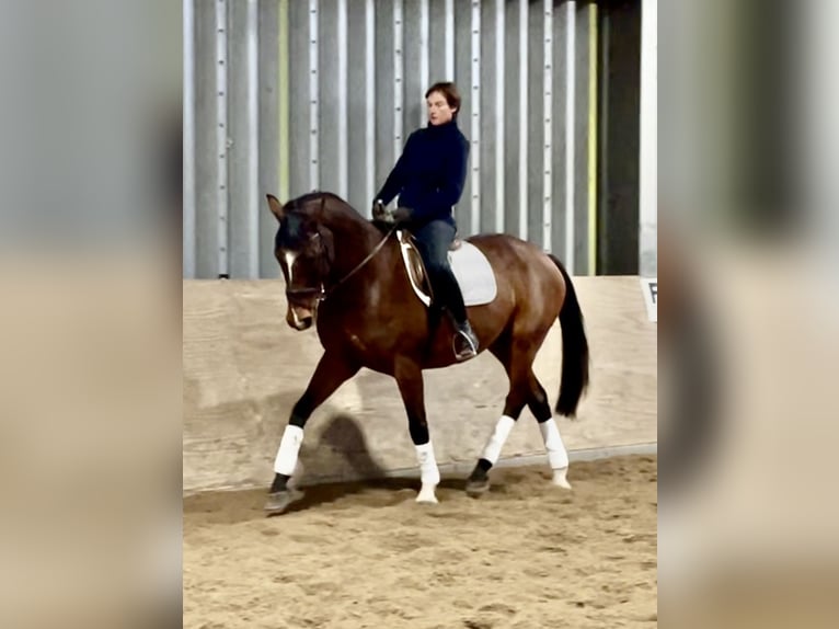 Hannoveriano Caballo castrado 10 años 170 cm Castaño in Wangels