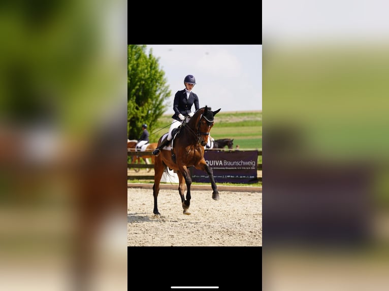 Hannoveriano Caballo castrado 10 años 170 cm Castaño in Cremlingen