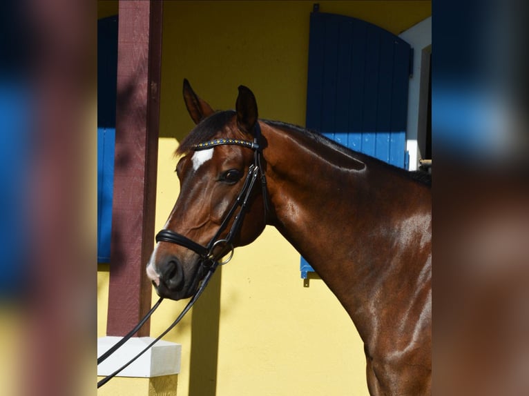 Hannoveriano Caballo castrado 10 años 170 cm Castaño rojizo in Wellington