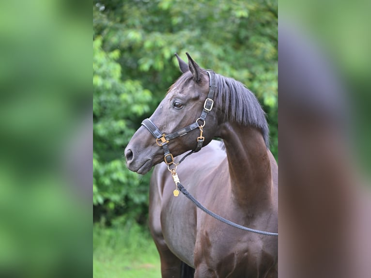 Hannoveriano Caballo castrado 10 años 170 cm Morcillo in Friesoythe