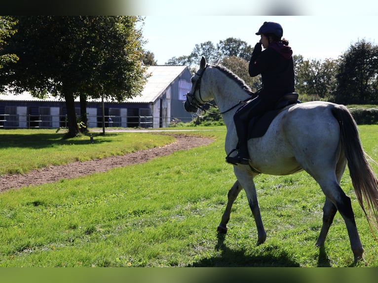 Hannoveriano Caballo castrado 10 años 170 cm Tordo in Tangstedt