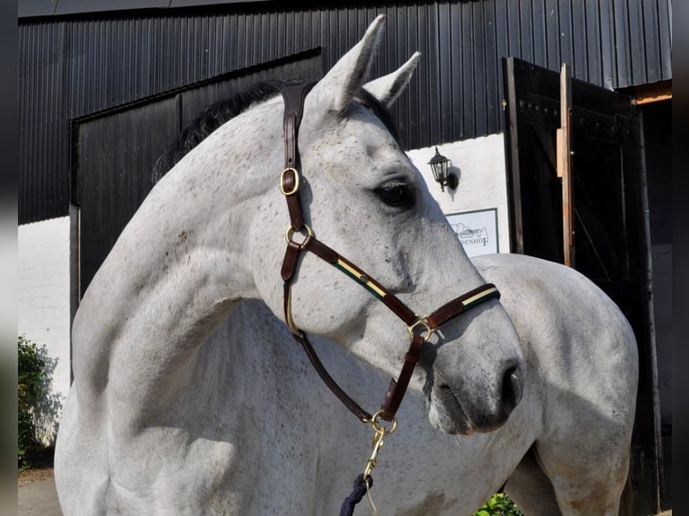 Hannoveriano Caballo castrado 10 años 170 cm Tordo in Tangstedt