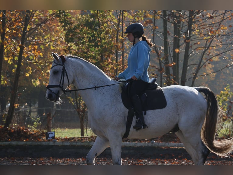 Hannoveriano Caballo castrado 10 años 170 cm Tordo in Tangstedt