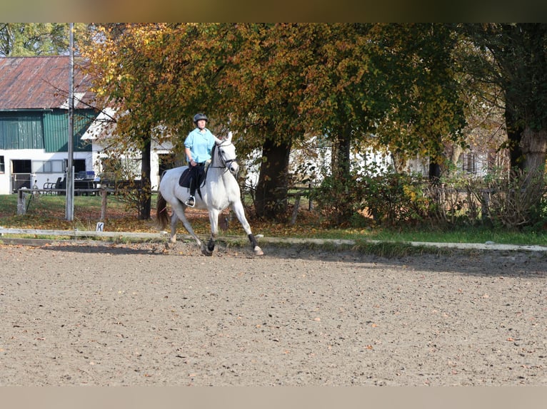 Hannoveriano Caballo castrado 10 años 170 cm Tordo in Tangstedt