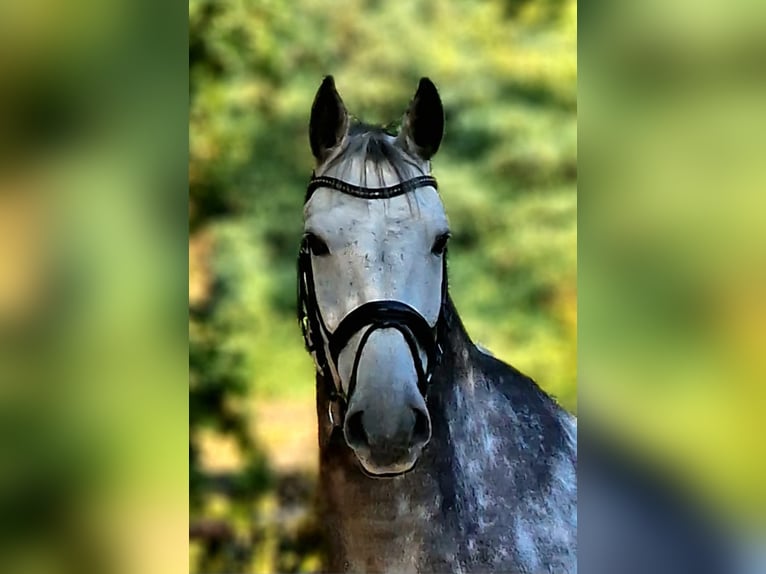 Hannoveriano Caballo castrado 10 años 170 cm Tordo rodado in Wesel