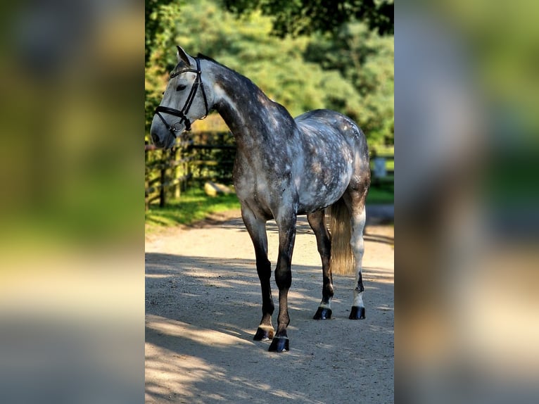 Hannoveriano Caballo castrado 10 años 170 cm Tordo rodado in Wesel