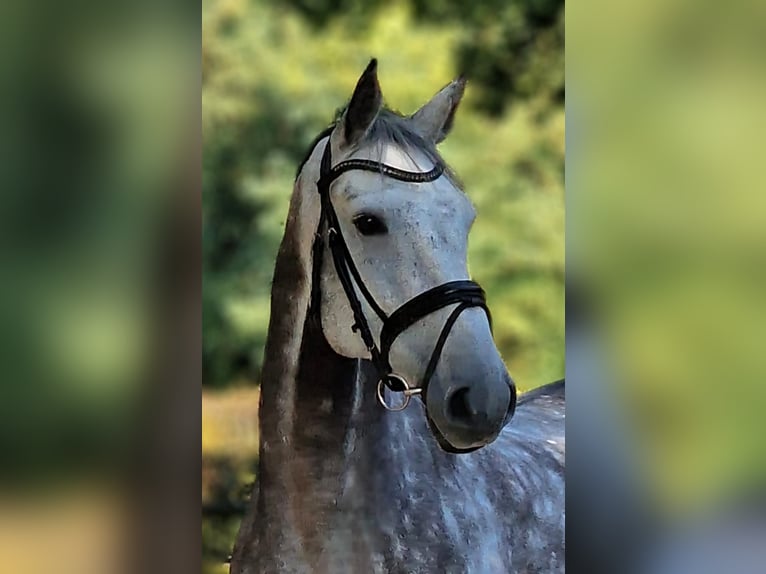 Hannoveriano Caballo castrado 10 años 170 cm Tordo rodado in Wesel