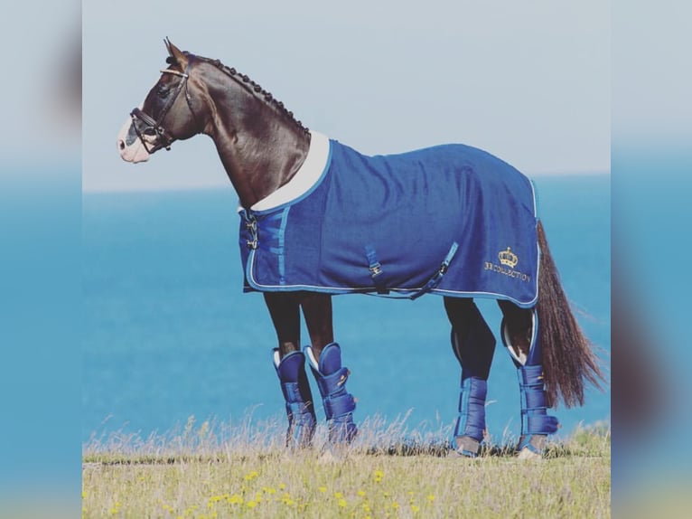 Hannoveriano Caballo castrado 10 años 171 cm Bayo in Guadalajara