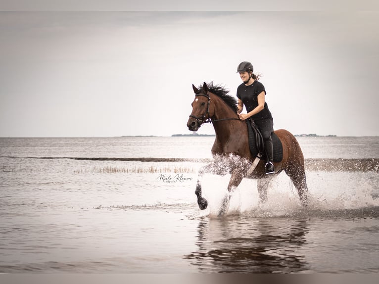 Hannoveriano Caballo castrado 10 años 171 cm Castaño in Burgwedel