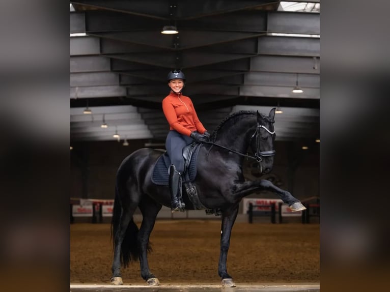 Hannoveriano Caballo castrado 10 años 171 cm Negro in Essen