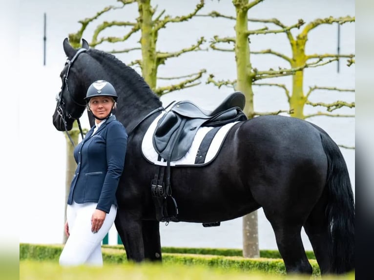 Hannoveriano Caballo castrado 10 años 171 cm Negro in Essen