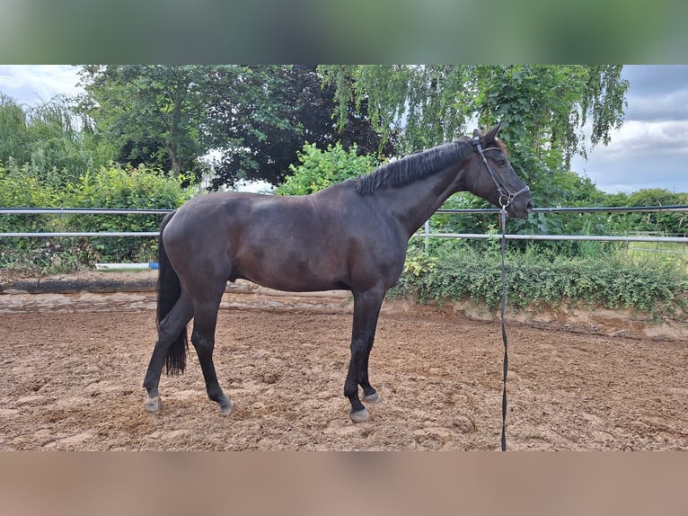 Hannoveriano Caballo castrado 10 años 171 cm Negro in Schwieberdingen