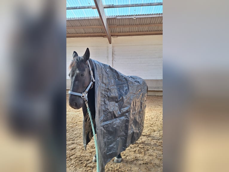 Hannoveriano Caballo castrado 10 años 171 cm Negro in Schwieberdingen