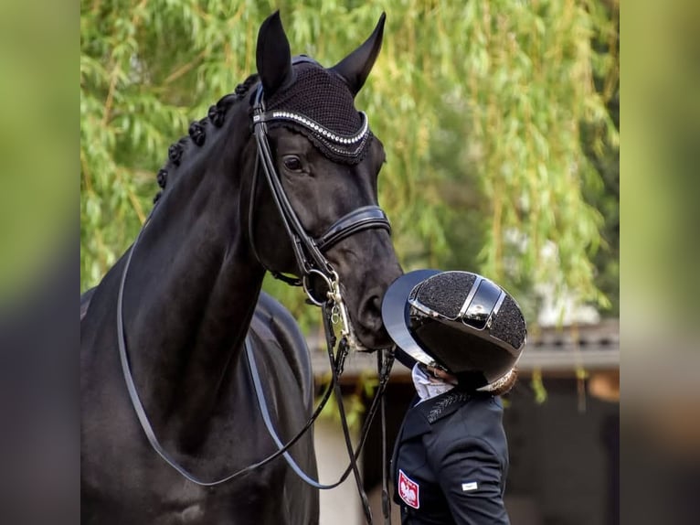 Hannoveriano Caballo castrado 10 años 171 cm Negro in Molfsee