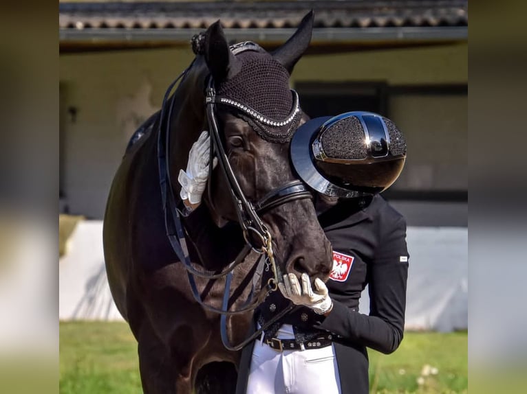 Hannoveriano Caballo castrado 10 años 171 cm Negro in Molfsee