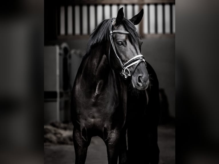 Hannoveriano Caballo castrado 10 años 171 cm Negro in München