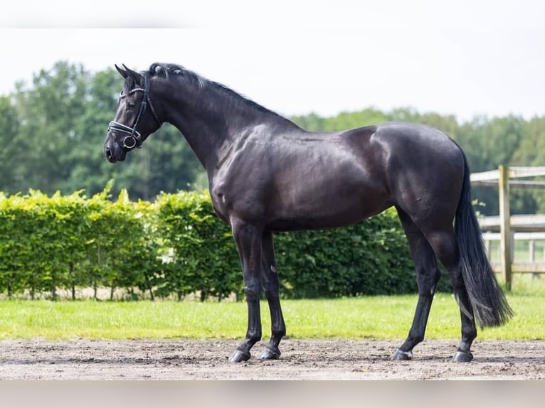 Hannoveriano Caballo castrado 10 años 171 cm Negro in Luzern