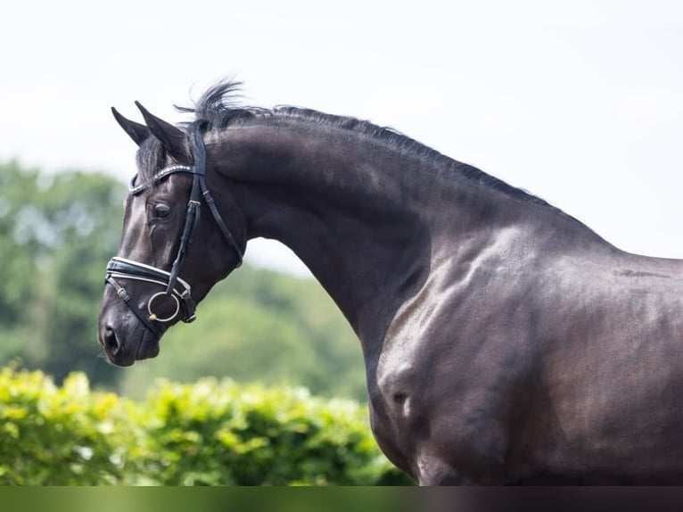 Hannoveriano Caballo castrado 10 años 171 cm Negro in Luzern