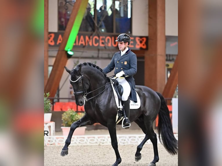 Hannoveriano Caballo castrado 10 años 171 cm Negro in Hamburg Sankt Georg