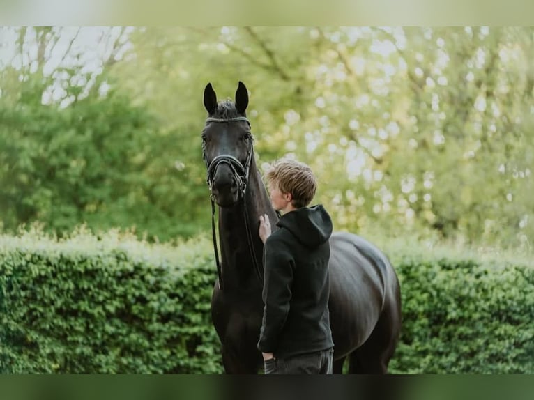 Hannoveriano Caballo castrado 10 años 171 cm Negro in Dortmund